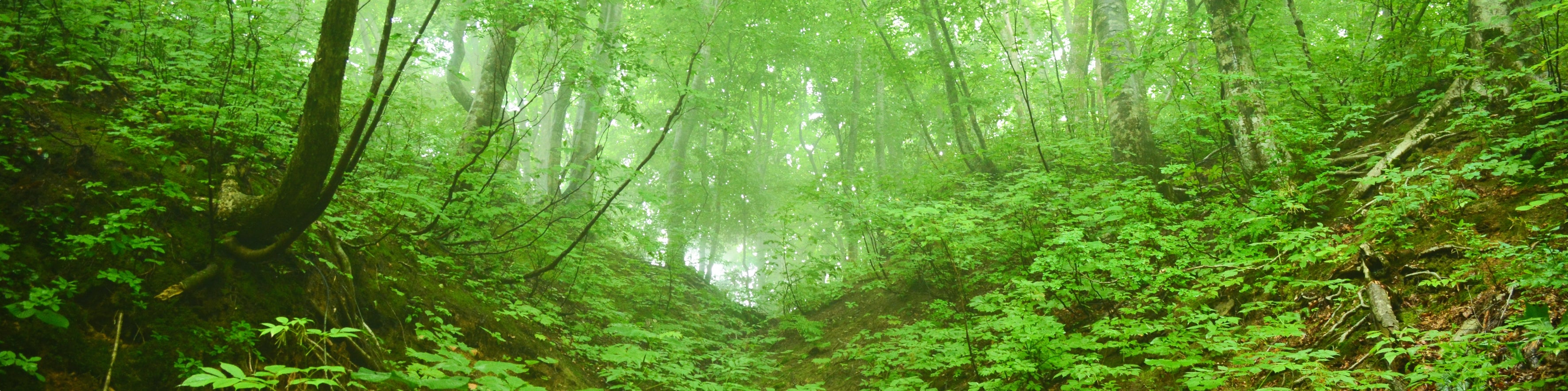 森林風景