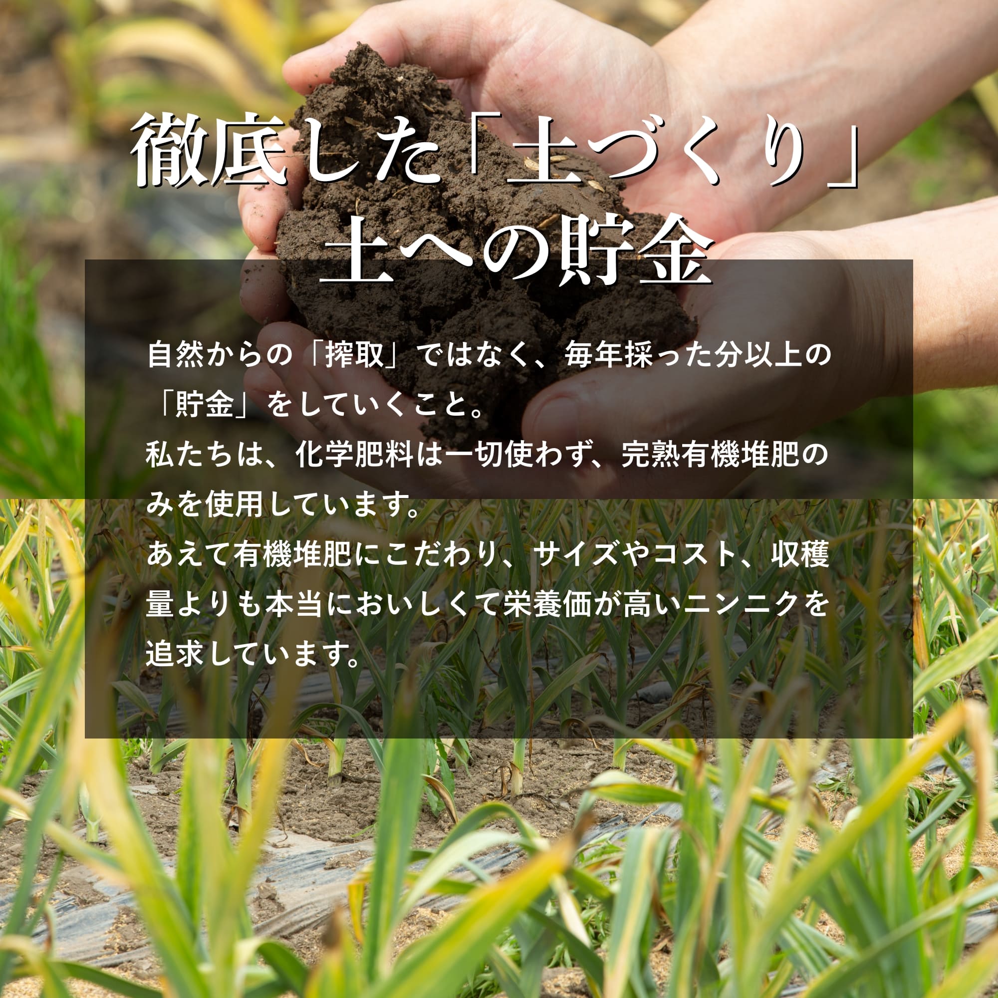 農薬・化学肥料・除草剤不使用、訳あり（小粒）】むむむの黒にんにく500ｇ – 白神良品工房オンラインショップ